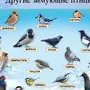 Птицы республики коми и названия