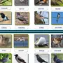 Птицы Республики Коми И Названия