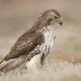 Хищные Птицы Тульской Области
