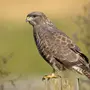Хищные птицы тульской области