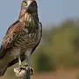 Птицы Юга России