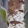 Самка дятла птицы