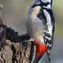 Самка дятла птицы