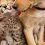 Фотки животных собак кошек