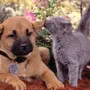 Фотки животных собак кошек