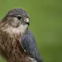 Хищные птицы нижегородской области