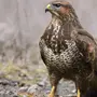 Хищные Птицы Нижегородской Области