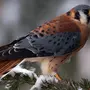 Птицы мира