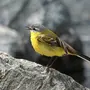 Птицы мурманской области и названия
