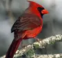 Красная Птица