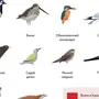Дикие птицы и название