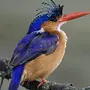 Изображения птиц картинки