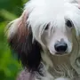 Русская хохлатая порода собак