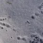Следы Птиц На Снегу