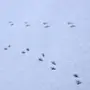Следы птиц на снегу