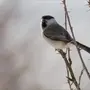 Птицы хмао