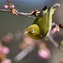 Птицы весной