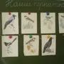 Картинки Птицы Наши Друзья