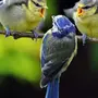 Птицы в природе