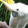 Птица Какаду