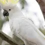 Птица какаду