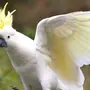 Птица какаду