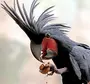 Птица Какаду
