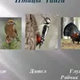 Птицы Которые Водятся В Тайге