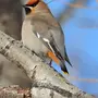 Птицы марий эл