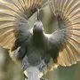 Птица кобелина