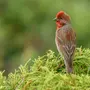 Птица Чечевица