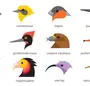Клювы птиц и названия