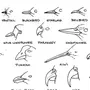 Клювы птиц и названия