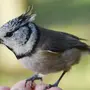 Птицы санкт петербурга
