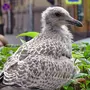 Птицы санкт петербурга