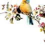 Весенние Птицы Картинки Для Оформления