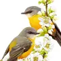 Весенние птицы картинки для оформления