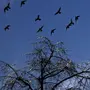 Птицы Прилетающие Весной Картинки