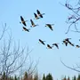 Птицы Прилетающие Весной Картинки