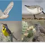 Птицы северной америки с названиями