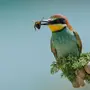 Какие птицы едят пчел