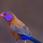 Амарант птица