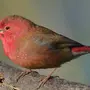 Амарант птица