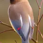 Как выглядят птицы