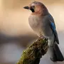 Как Выглядят Птицы