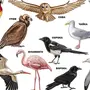Как выглядят птицы