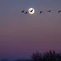 Ночная птица