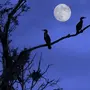 Ночная Птица
