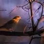 Ночная птица