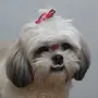 Порода Собак Ши Тцу